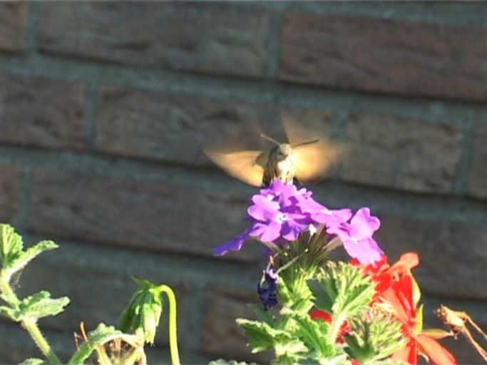 Taubenschwänzchen ( Macroglossum stellatarum ) : Moers, in unserem Garten, 05.09.2005